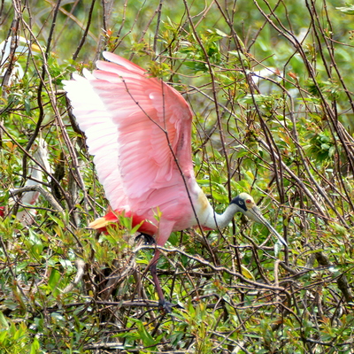 Rosate Spoonbill
